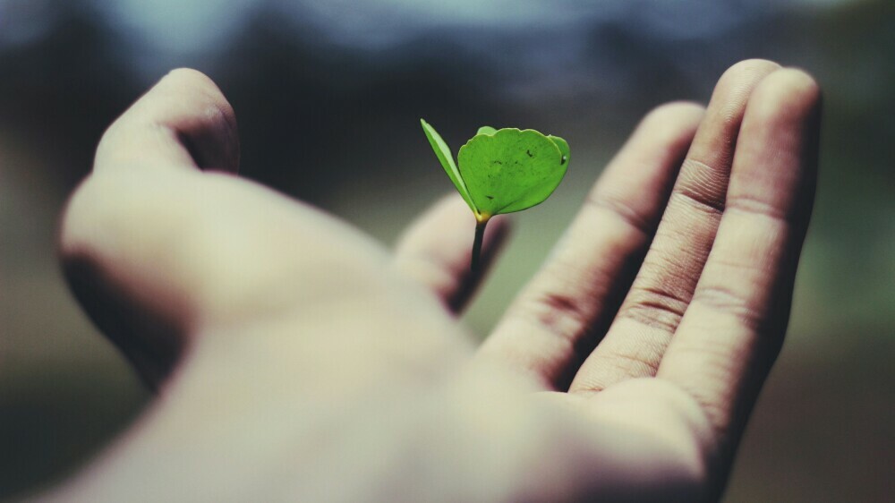 budding plant in hand